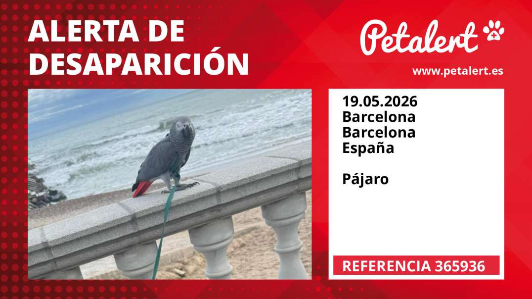 Alerta de Desaparición #365936 Barcelona / Barcelona / España